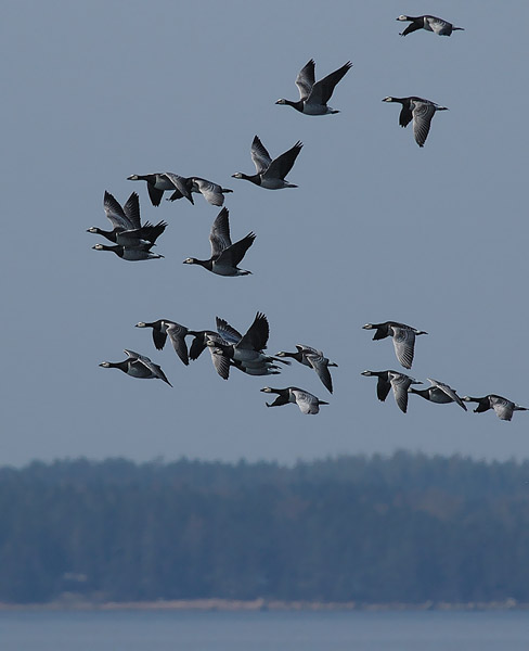 Valkoposkihanhi, Barnacle Goose, Branta leucopsis